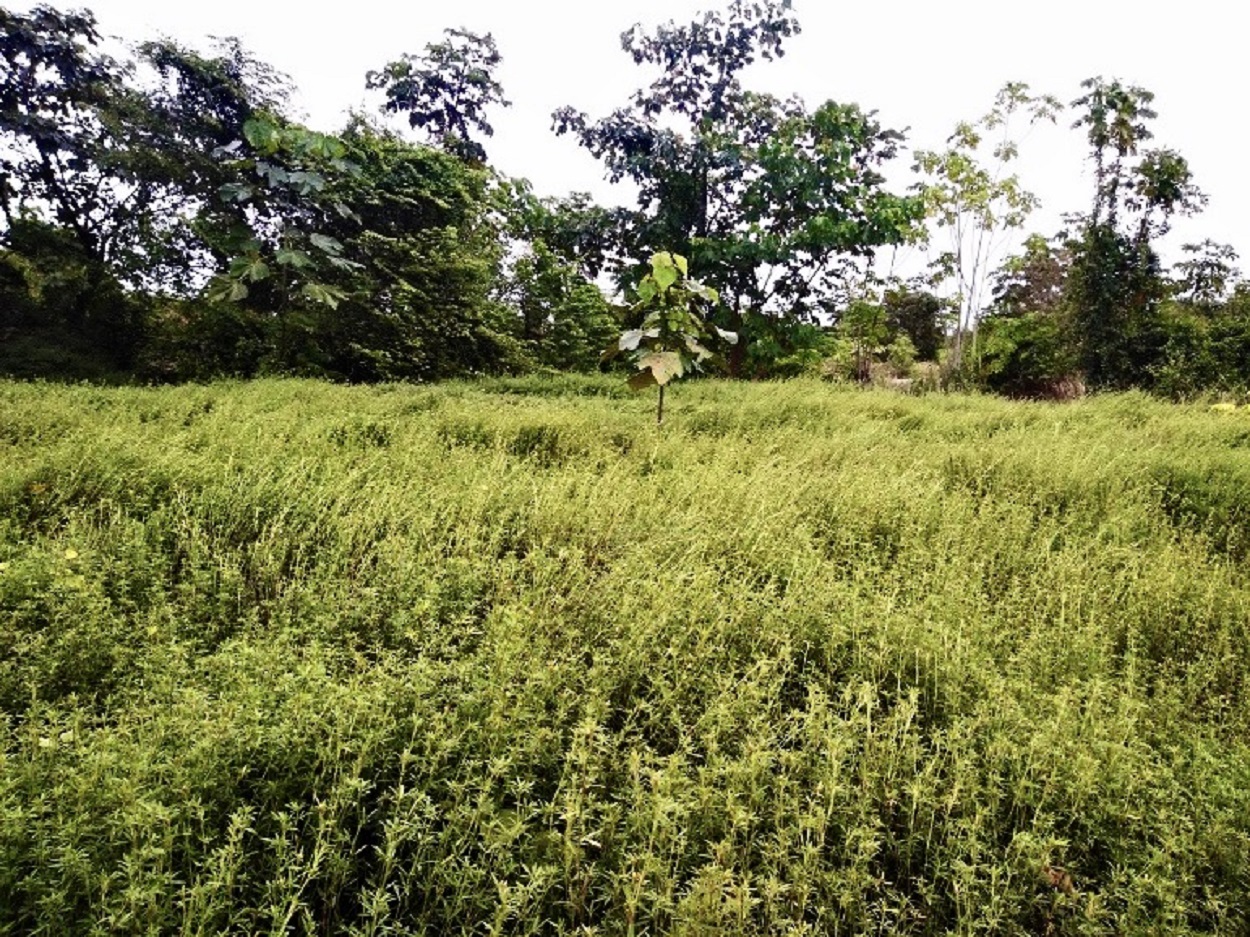Científicos de Madre de Dios trabajan por recuperar áreas degradadas por la extracción minera aurífera en la Amazonia